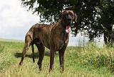 DOGUE ALLEMAND 384